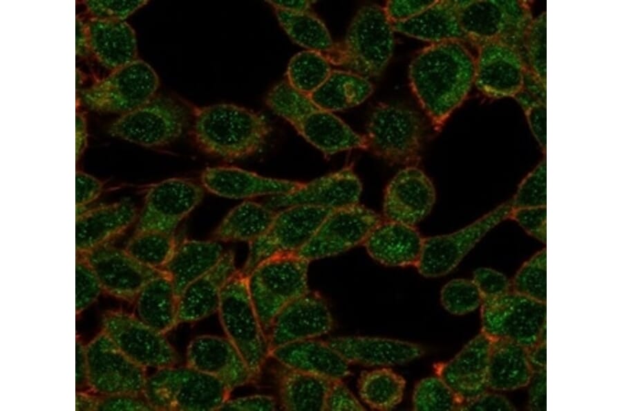 Immunofluorescence - Anti-CHRAC17 Antibody [PCRP-POLE3-3D3] - BSA and Azide free (A278341) - Antibodies.com