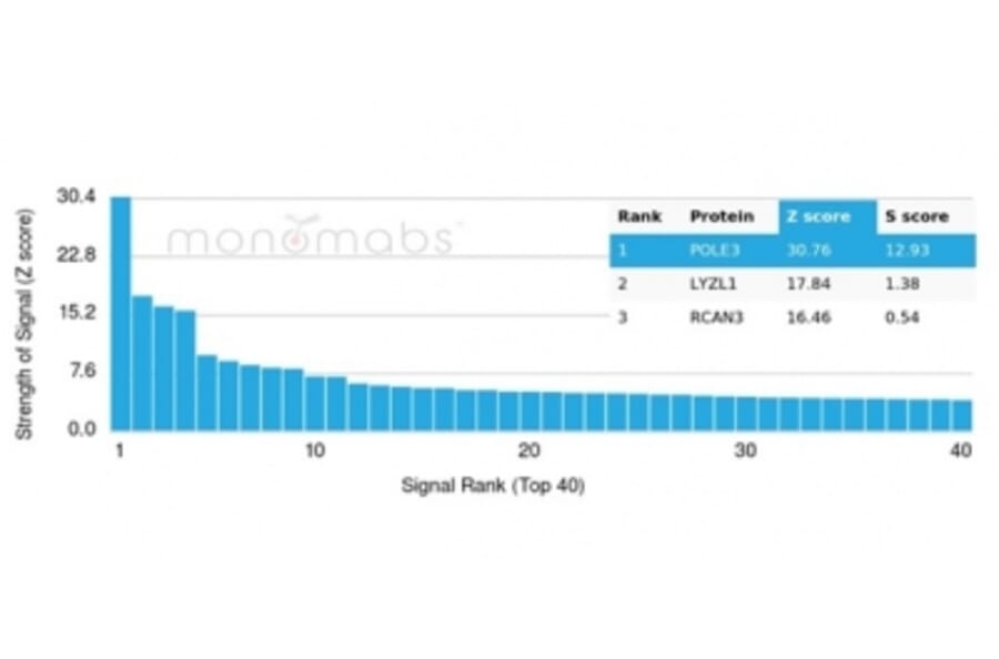 Protein Array - Anti-CHRAC17 Antibody [PCRP-POLE3-3D3] - BSA and Azide free (A278341) - Antibodies.com