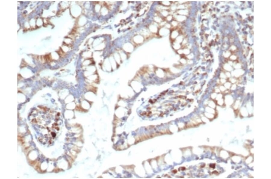 Immunohistochemistry - Anti-TREM2 Antibody [TREM2/7210] - BSA and Azide free (A278342) - Antibodies.com
