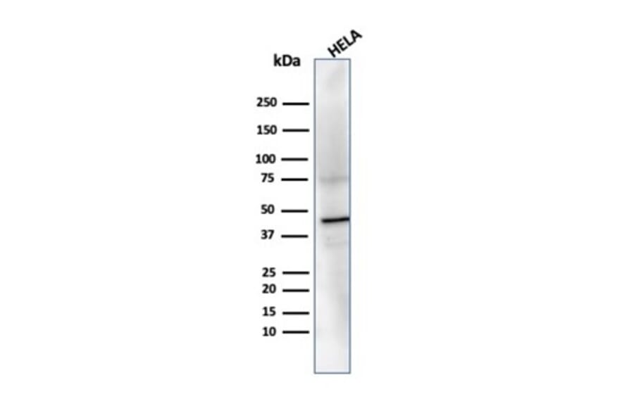 Western Blot - Anti-PRMT7 Antibody [PCRP-PRMT7-1A4] - BSA and Azide free (A278343) - Antibodies.com