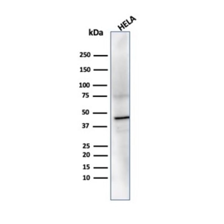 Western Blot - Anti-PRMT7 Antibody [PCRP-PRMT7-1A4] - BSA and Azide free (A278343) - Antibodies.com