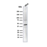 Western Blot - Anti-PRMT7 Antibody [PCRP-PRMT7-1A4] - BSA and Azide free (A278343) - Antibodies.com