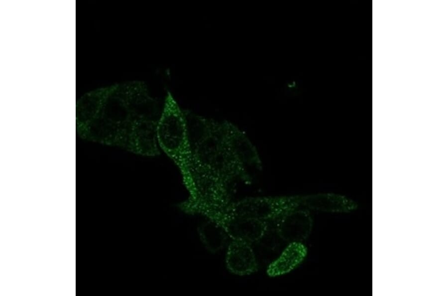 Immunofluorescence - Anti-PRMT7 Antibody [PCRP-PRMT7-1A4] - BSA and Azide free (A278343) - Antibodies.com