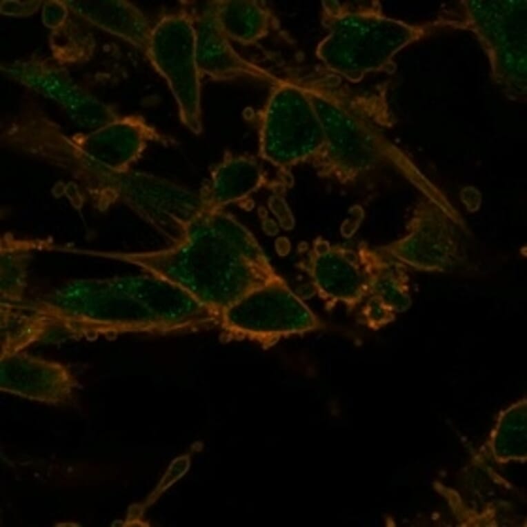 Immunofluorescence - Anti-PRMT7 Antibody [PCRP-PRMT7-1A4] - BSA and Azide free (A278343) - Antibodies.com