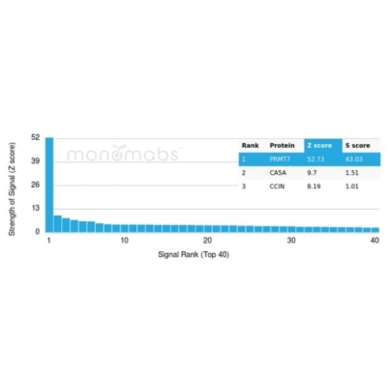 Protein Array - Anti-PRMT7 Antibody [PCRP-PRMT7-1A4] - BSA and Azide free (A278343) - Antibodies.com