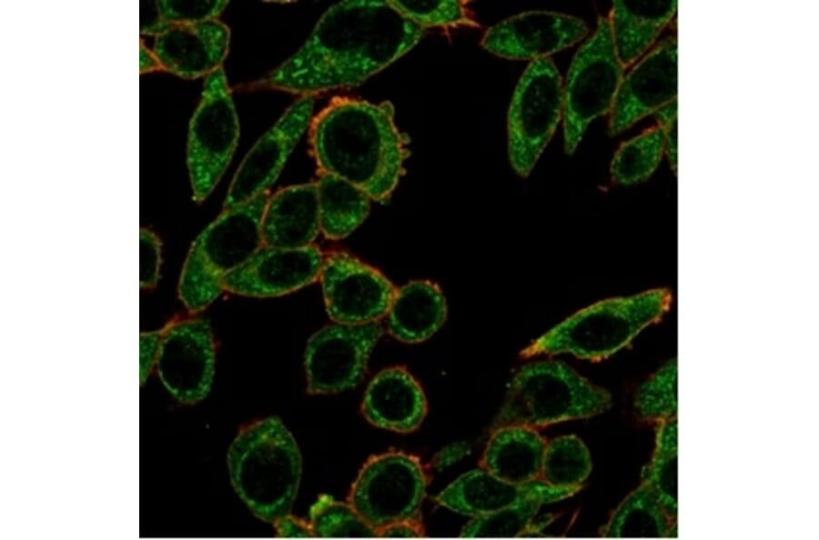 Immunofluorescence - Anti-PRMT7 Antibody [PCRP-PRMT7-1A7] - BSA and Azide free (A278344) - Antibodies.com