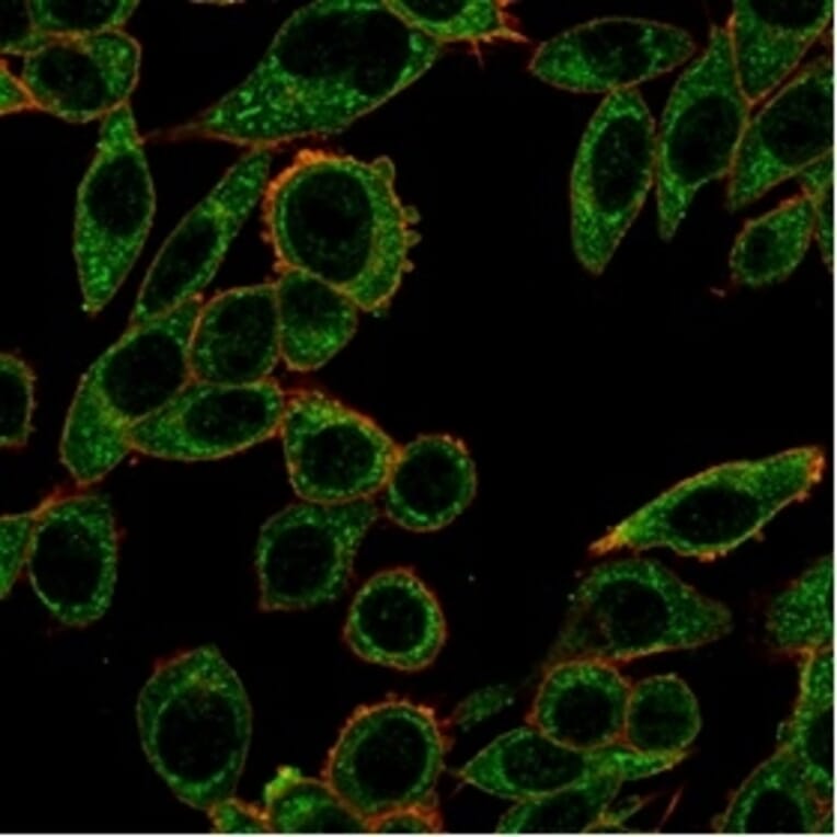 Immunofluorescence - Anti-PRMT7 Antibody [PCRP-PRMT7-1A7] - BSA and Azide free (A278344) - Antibodies.com