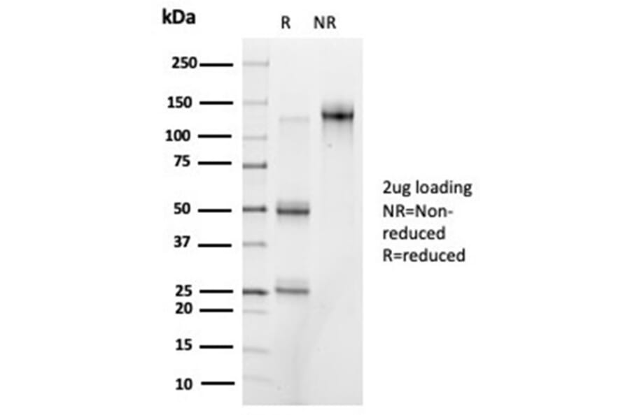 SDS-PAGE - Anti-PRMT7 Antibody [PCRP-PRMT7-1A7] - BSA and Azide free (A278344) - Antibodies.com