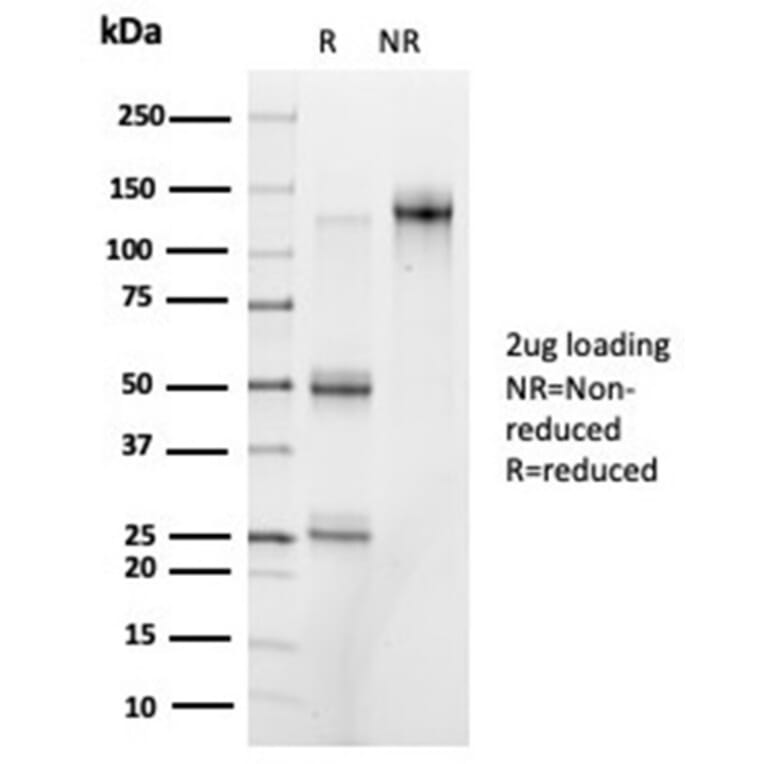 SDS-PAGE - Anti-PRMT7 Antibody [PCRP-PRMT7-1A7] - BSA and Azide free (A278344) - Antibodies.com