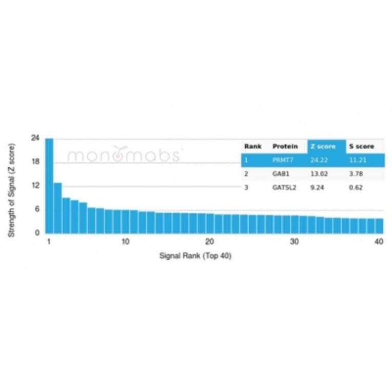 Protein Array - Anti-PRMT7 Antibody [PCRP-PRMT7-1A7] - BSA and Azide free (A278344) - Antibodies.com
