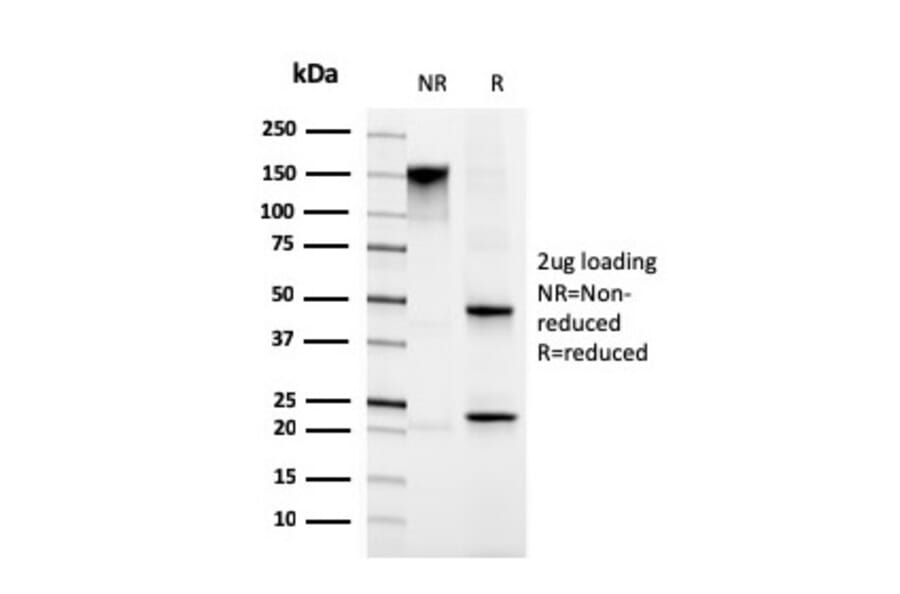 SDS-PAGE - Anti-Migfilin Antibody [FBLIM1/4600] - BSA and Azide free (A278346) - Antibodies.com
