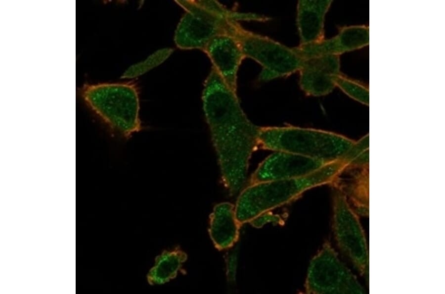 Immunofluorescence - Anti-ZNF562 Antibody [PCRP-ZNF562-1A1] - BSA and Azide free (A278347) - Antibodies.com