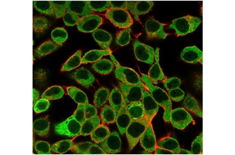 Immunofluorescence - Anti-SAMD4B Antibody [PCRP-SAMD4B-1H3] - BSA and Azide free (A278349) - Antibodies.com