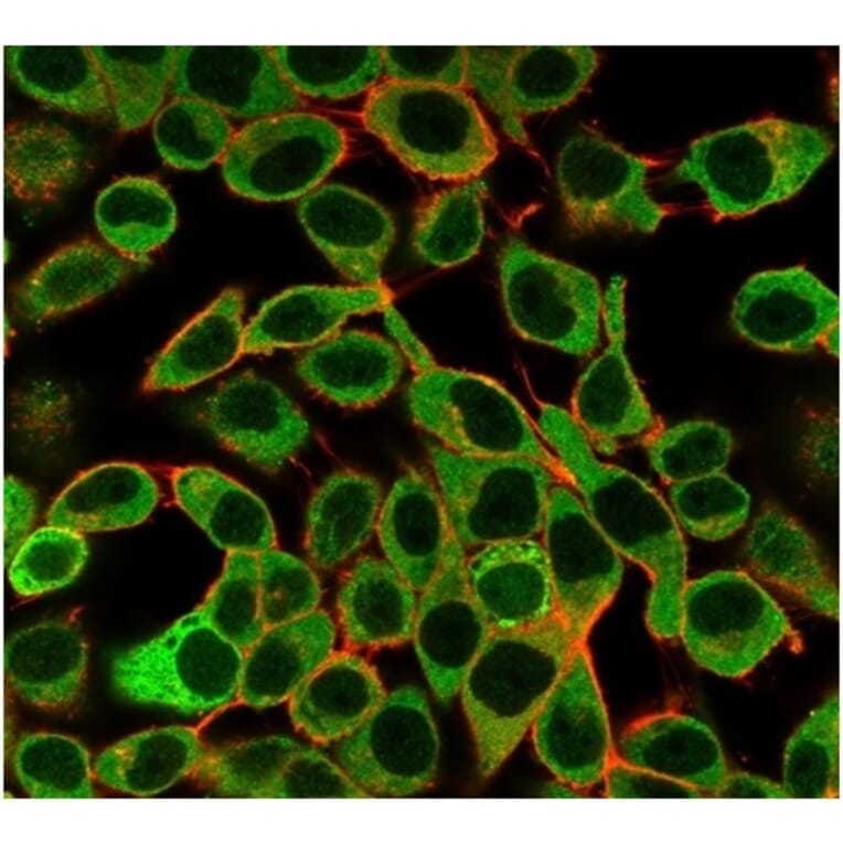 Immunofluorescence - Anti-SAMD4B Antibody [PCRP-SAMD4B-1H3] - BSA and Azide free (A278349) - Antibodies.com