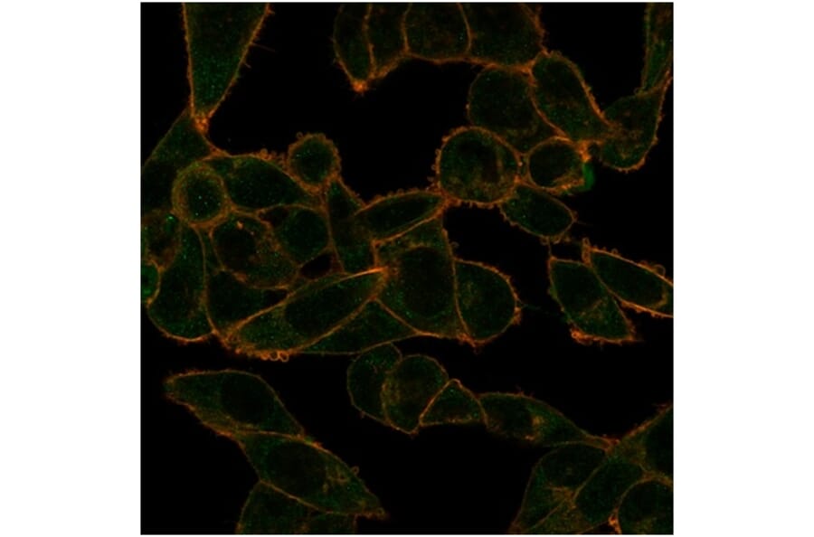 Immunofluorescence - Anti-PHF10 Antibody [PCRP-PHF10-2A10] - BSA and Azide free (A278350) - Antibodies.com