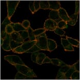 Immunofluorescence - Anti-PHF10 Antibody [PCRP-PHF10-2A10] - BSA and Azide free (A278350) - Antibodies.com