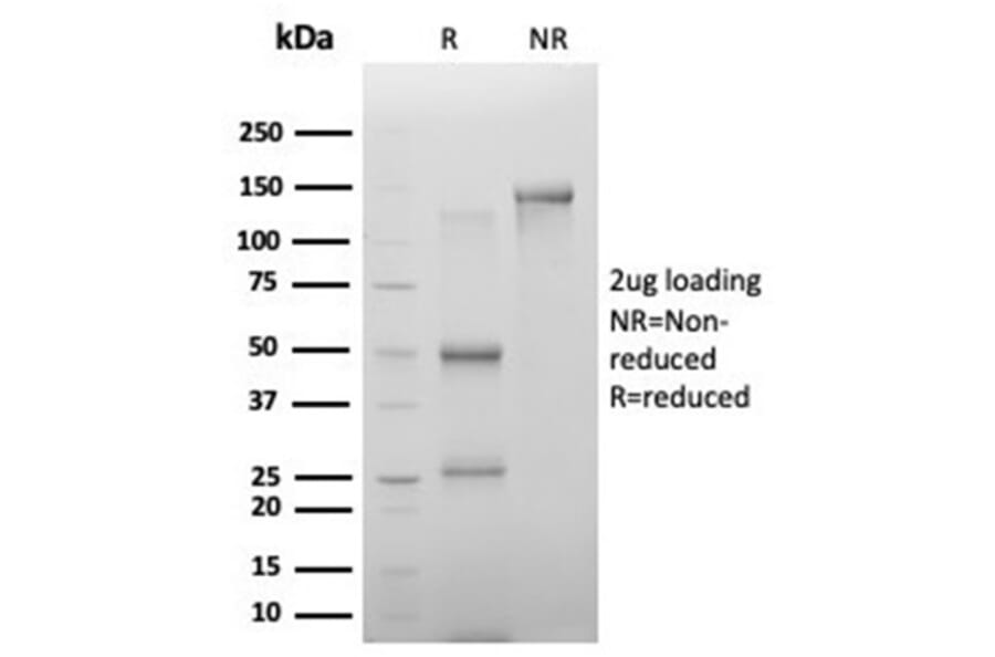 SDS-PAGE - Anti-PHF10 Antibody [PCRP-PHF10-2A10] - BSA and Azide free (A278350) - Antibodies.com