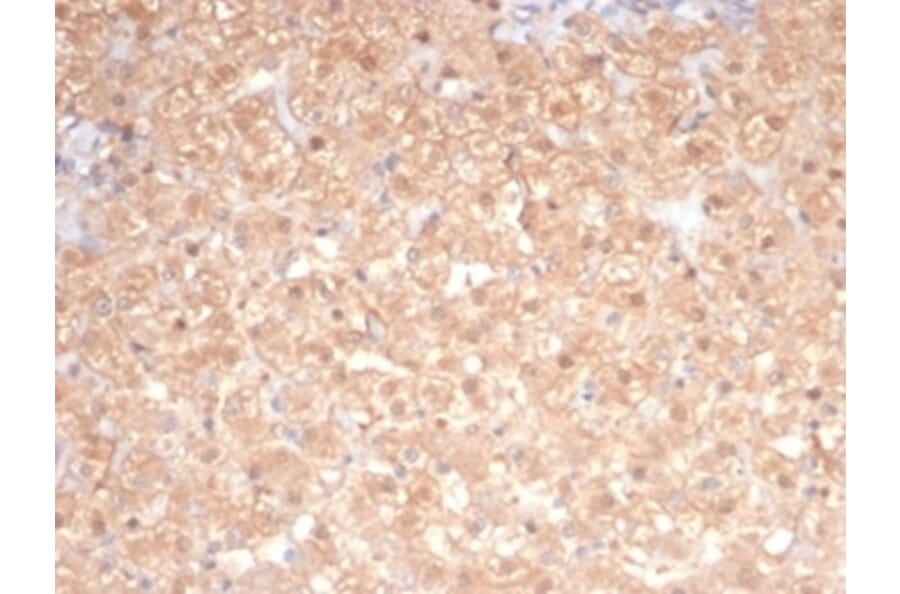 SDS-PAGE - Anti-PKC iota Antibody [PRKCI/4911] - BSA and Azide free (A278351) - Antibodies.com