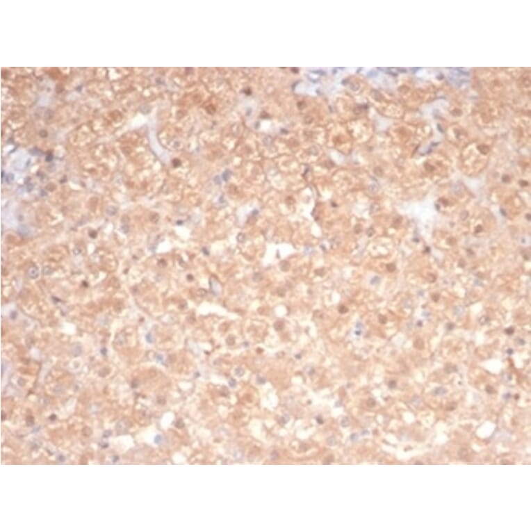 SDS-PAGE - Anti-PKC iota Antibody [PRKCI/4911] - BSA and Azide free (A278351) - Antibodies.com