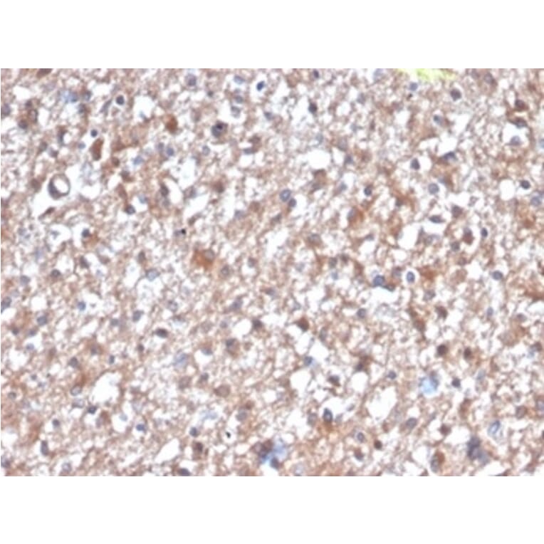 Immunohistochemistry - Anti-PKC iota Antibody [PRKCI/4912] - BSA and Azide free (A278352) - Antibodies.com