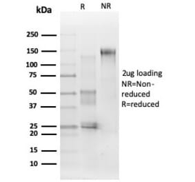 SDS-PAGE - Anti-ERK2 Antibody [PCRP-MAPK1-1D1] - BSA and Azide free (A278353) - Antibodies.com