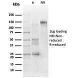 SDS-PAGE - Anti-ERK2 Antibody [PCRP-MAPK1-1D1] - BSA and Azide free (A278353) - Antibodies.com