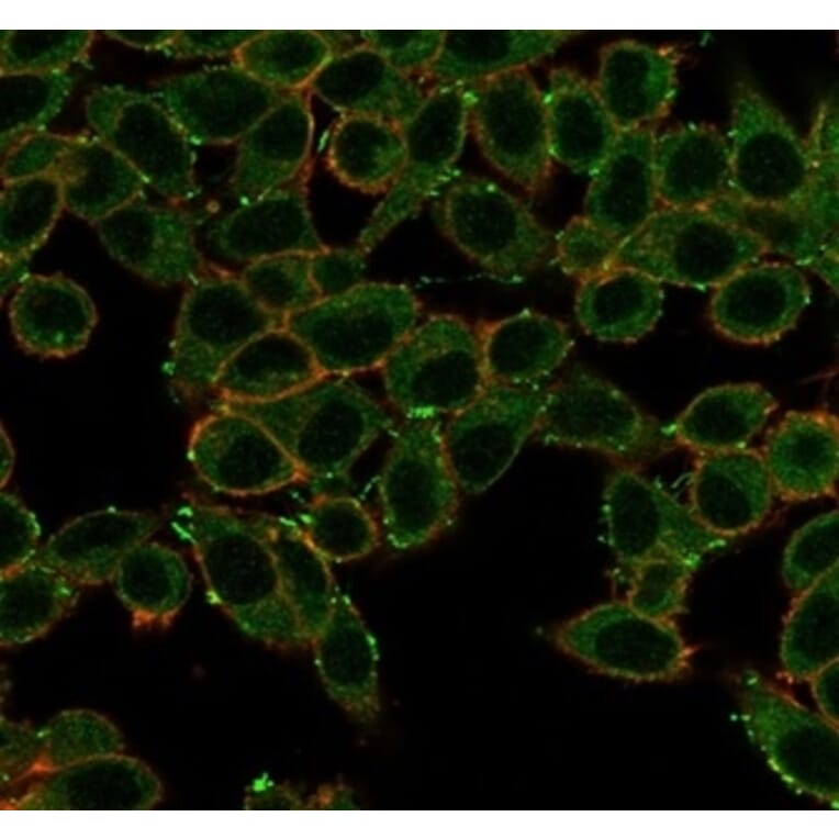 Immunofluorescence - Anti-ERK2 Antibody [PCRP-MAPK1-1D1] - BSA and Azide free (A278353) - Antibodies.com