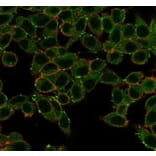 Immunofluorescence - Anti-ERK2 Antibody [PCRP-MAPK1-1D1] - BSA and Azide free (A278353) - Antibodies.com