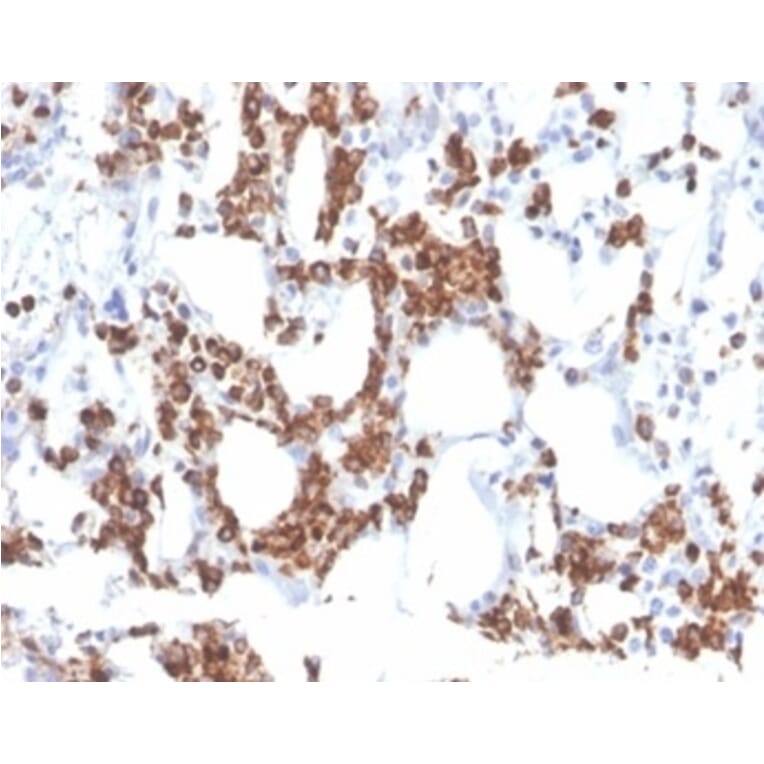 Immunohistochemistry - Anti-Resistin Antibody [RETN/3331] - BSA and Azide free (A278354) - Antibodies.com