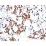 Immunohistochemistry - Anti-Resistin Antibody [RETN/3331] - BSA and Azide free (A278354) - Antibodies.com