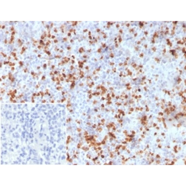 Immunohistochemistry - Anti-Resistin Antibody [RETN/3331] - BSA and Azide free (A278354) - Antibodies.com