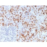 Immunohistochemistry - Anti-Resistin Antibody [RETN/3331] - BSA and Azide free (A278354) - Antibodies.com