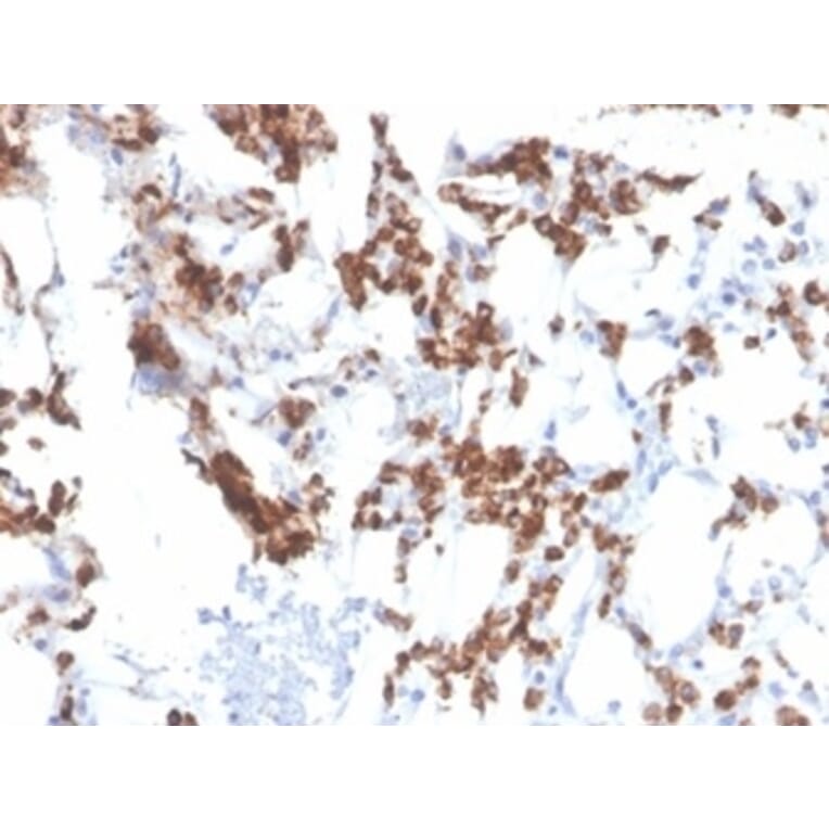 Immunohistochemistry - Anti-Resistin Antibody [RETN/3331] - BSA and Azide free (A278354) - Antibodies.com