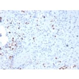 Immunohistochemistry - Anti-Resistin Antibody [RETN/3331] - BSA and Azide free (A278354) - Antibodies.com