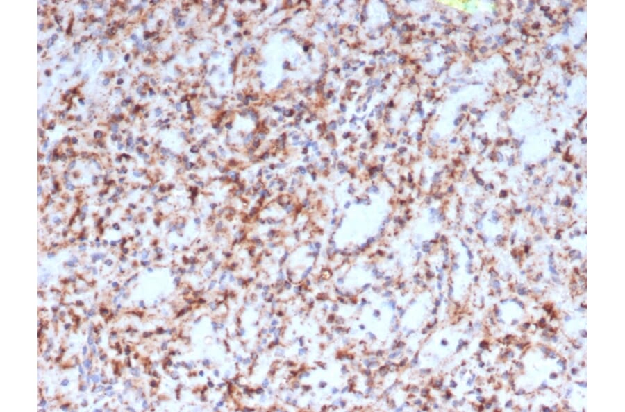 Immunohistochemistry - Anti-Resistin Antibody [RETN/4327] - BSA and Azide free (A278356) - Antibodies.com