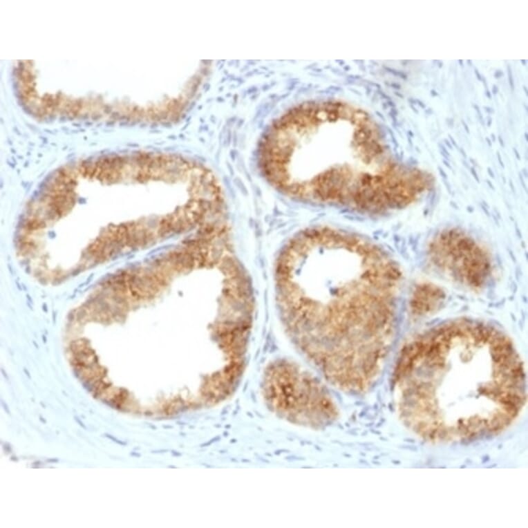 Immunohistochemistry - Anti-COX2 Antibody [COX2/2377] - BSA and Azide free (A278357) - Antibodies.com