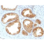 Immunohistochemistry - Anti-COX2 Antibody [COX2/2377] - BSA and Azide free (A278357) - Antibodies.com