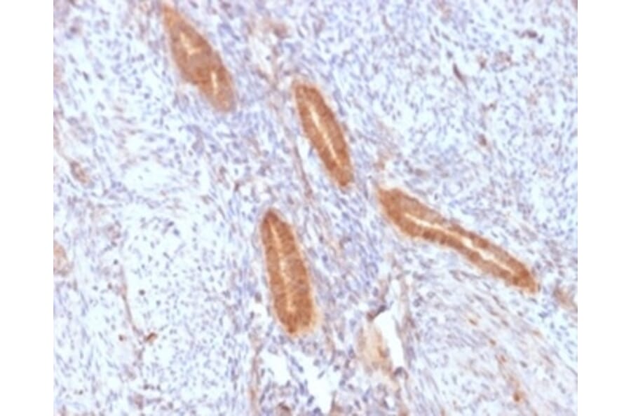 SDS-PAGE - Anti-COX2 Antibody [COX2/2377] - BSA and Azide free (A278357) - Antibodies.com