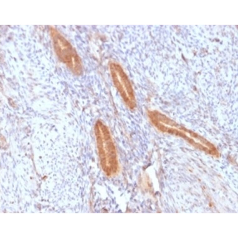 SDS-PAGE - Anti-COX2 Antibody [COX2/2377] - BSA and Azide free (A278357) - Antibodies.com