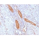 SDS-PAGE - Anti-COX2 Antibody [COX2/2377] - BSA and Azide free (A278357) - Antibodies.com