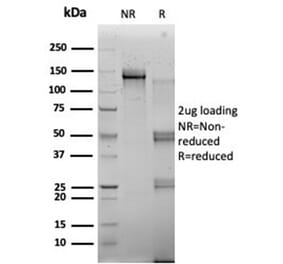 SDS-PAGE - Anti-RBMS2 Antibody [PCRP-RBMS2-1B6] - BSA and Azide free (A278359) - Antibodies.com