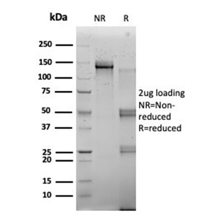 SDS-PAGE - Anti-RBMS2 Antibody [PCRP-RBMS2-1B6] - BSA and Azide free (A278359) - Antibodies.com