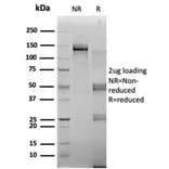 SDS-PAGE - Anti-RBMS2 Antibody [PCRP-RBMS2-1B6] - BSA and Azide free (A278359) - Antibodies.com