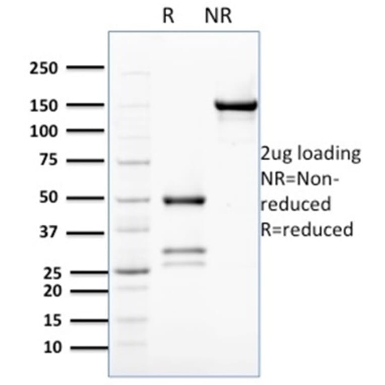 SDS-PAGE - Anti-Bcl2L2 Antibody [PCRP-BCL2L2-1A4] - BSA and Azide free (A278360) - Antibodies.com