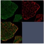 Immunofluorescence - Anti-Bcl2L2 Antibody [PCRP-BCL2L2-1A4] - BSA and Azide free (A278360) - Antibodies.com