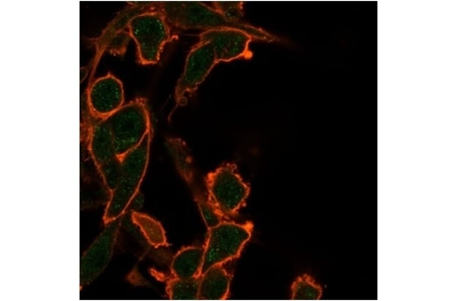 Immunofluorescence - Anti-Bcl2L2 Antibody [PCRP-BCL2L2-1A4] - BSA and Azide free (A278360) - Antibodies.com
