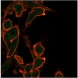 Immunofluorescence - Anti-Bcl2L2 Antibody [PCRP-BCL2L2-1A4] - BSA and Azide free (A278360) - Antibodies.com