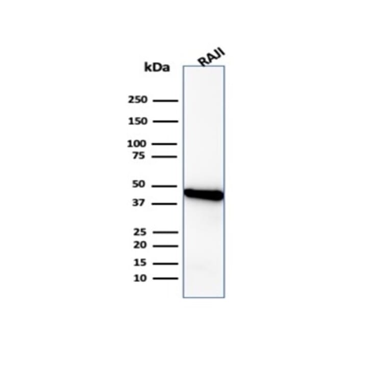 Western Blot - Anti-beta Actin Antibody [ACTB/1108] - BSA and Azide free (A278361) - Antibodies.com