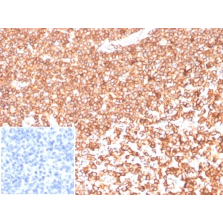 Immunohistochemistry - Anti-beta Actin Antibody [ACTB/1108] - BSA and Azide free (A278361) - Antibodies.com