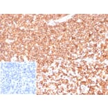 Immunohistochemistry - Anti-beta Actin Antibody [ACTB/1108] - BSA and Azide free (A278361) - Antibodies.com